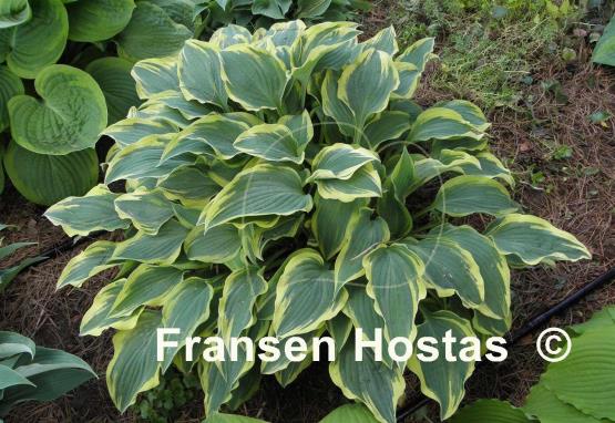 Hosta Knight's Journey